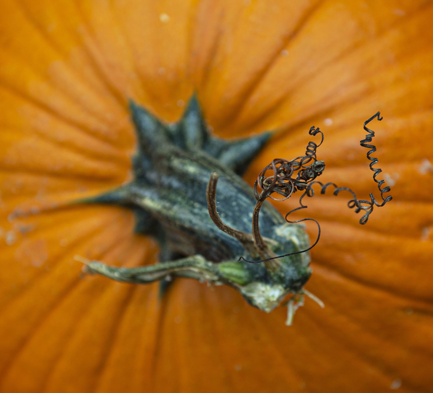 Pumpkin curl